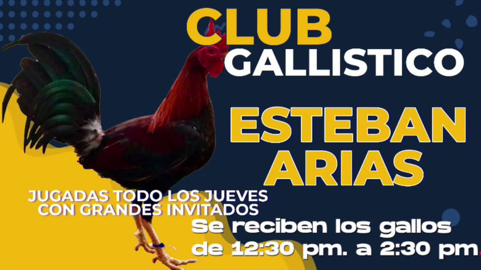 Mi transmisión en vivo